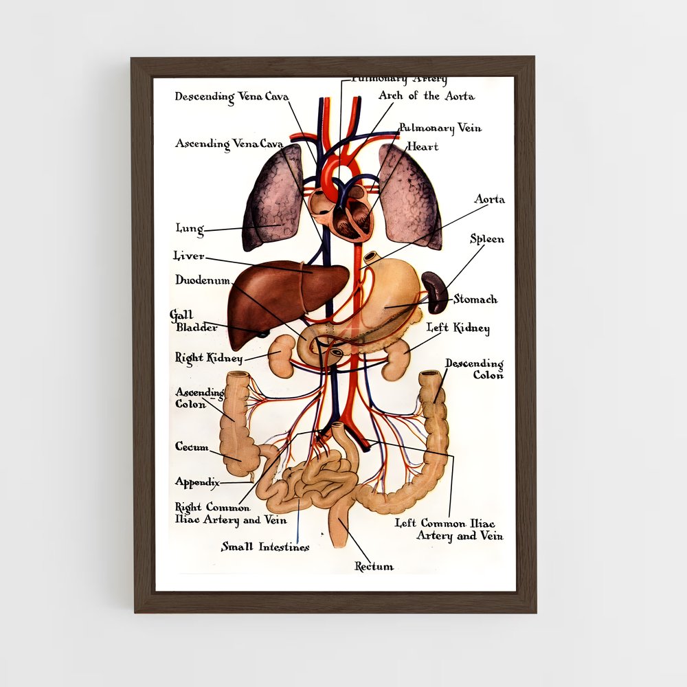 ap-organs-1 cadre Bois foncé