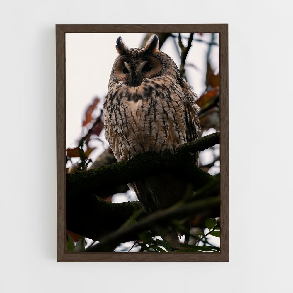 ap-owl-7 cadre Bois foncé