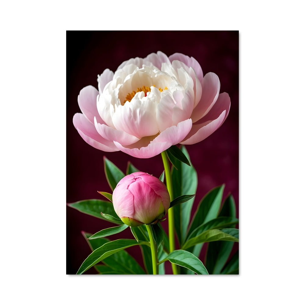 Poster Peony 96690