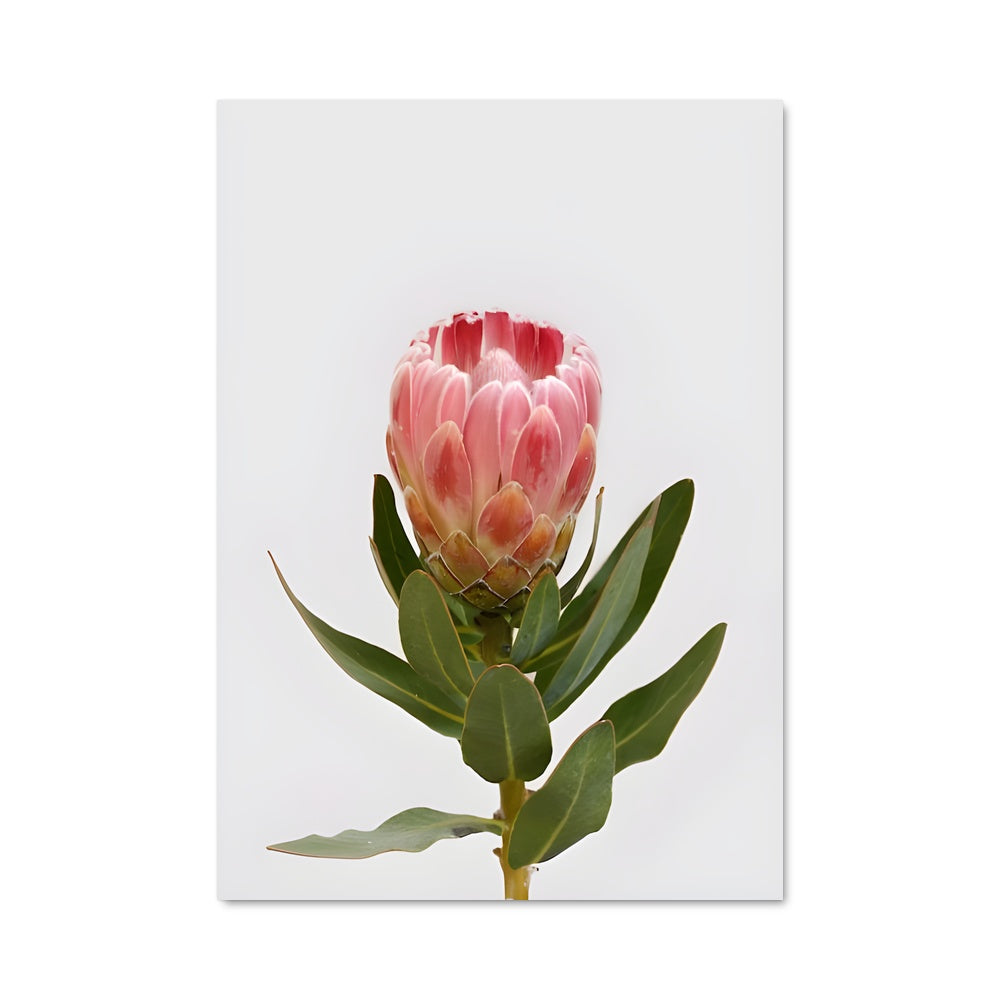 Poster Fleur de Protea
