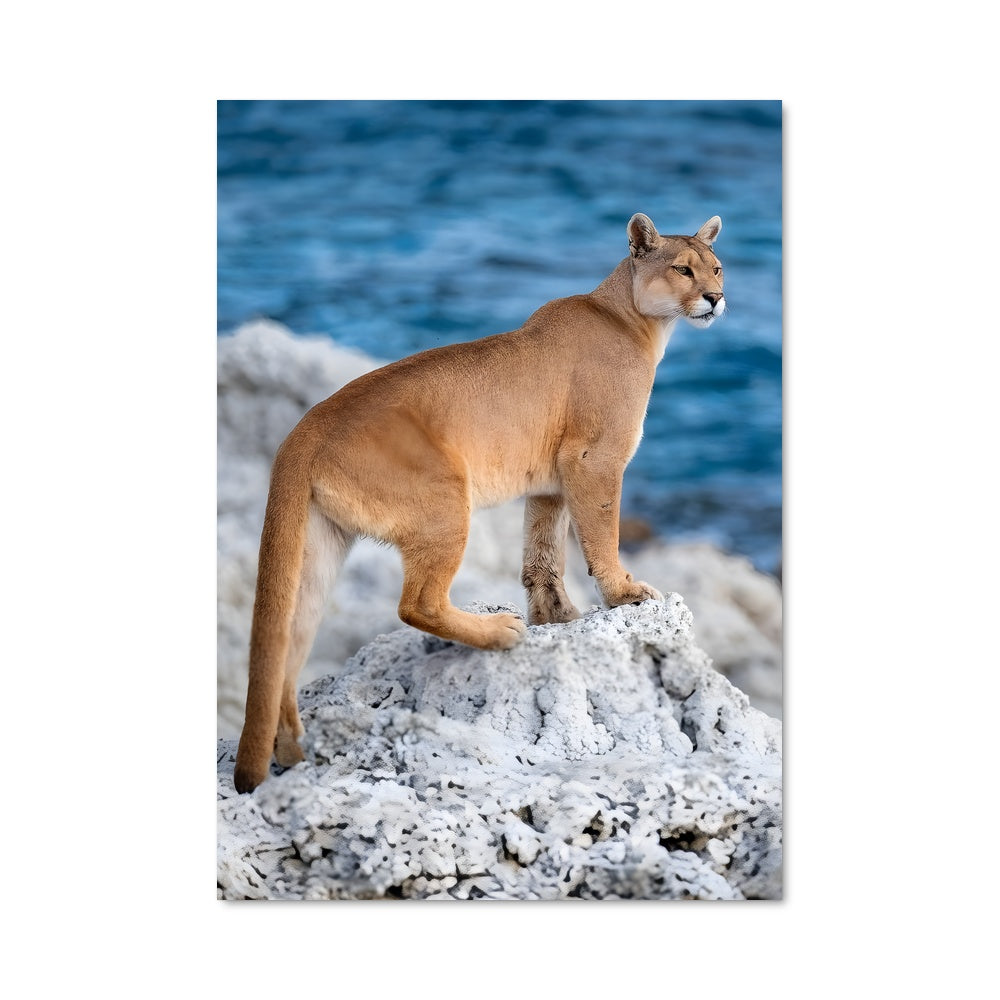 Poster Fier Puma