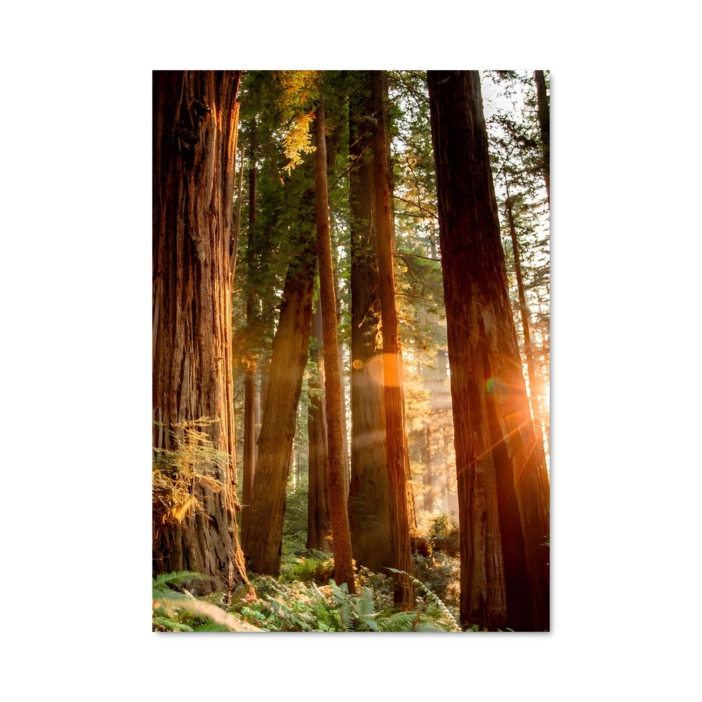 Poster Forêt de Séquoias