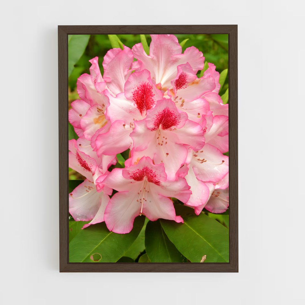 ap-rhododendron-5 cadre Bois foncé