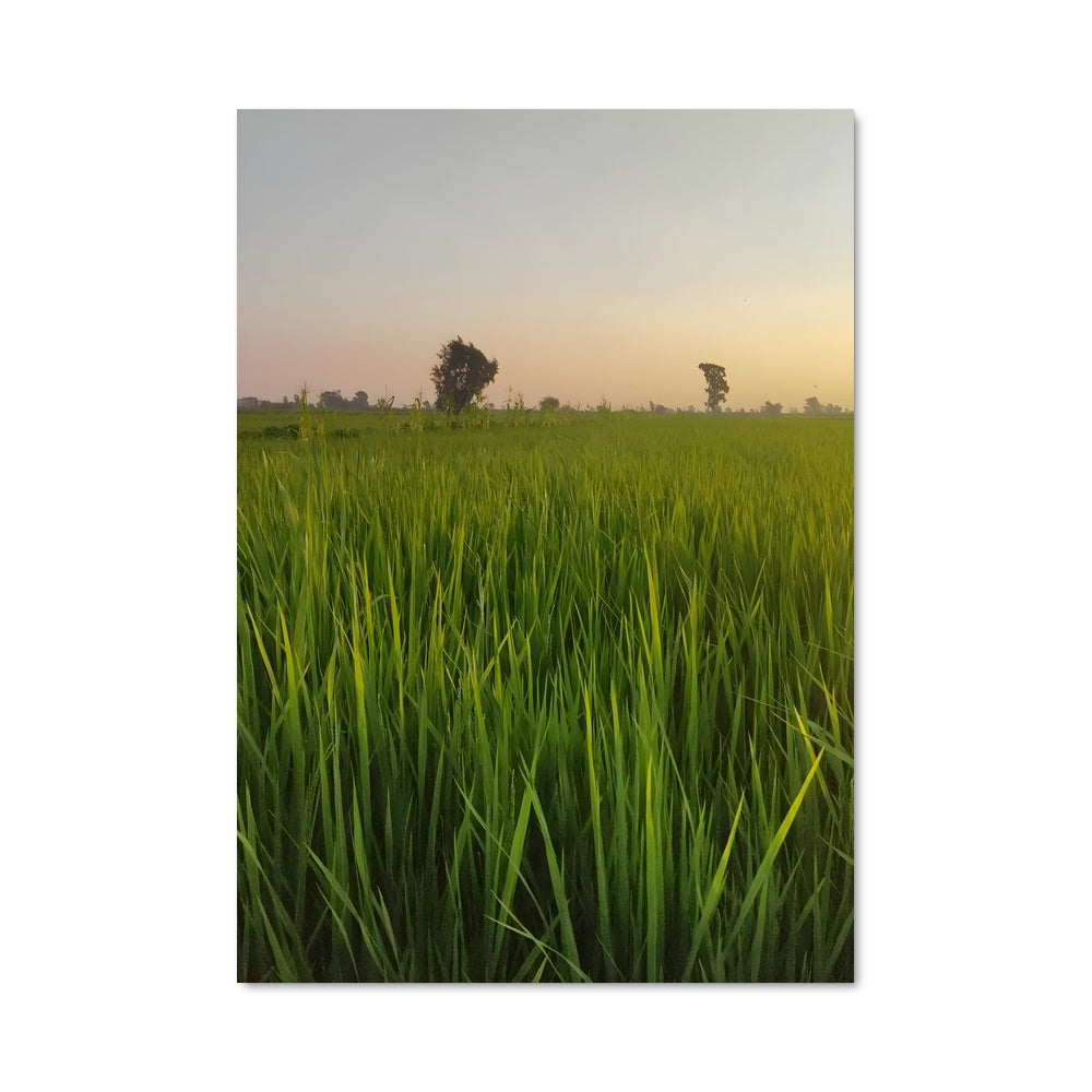 Poster Champs Émeraude