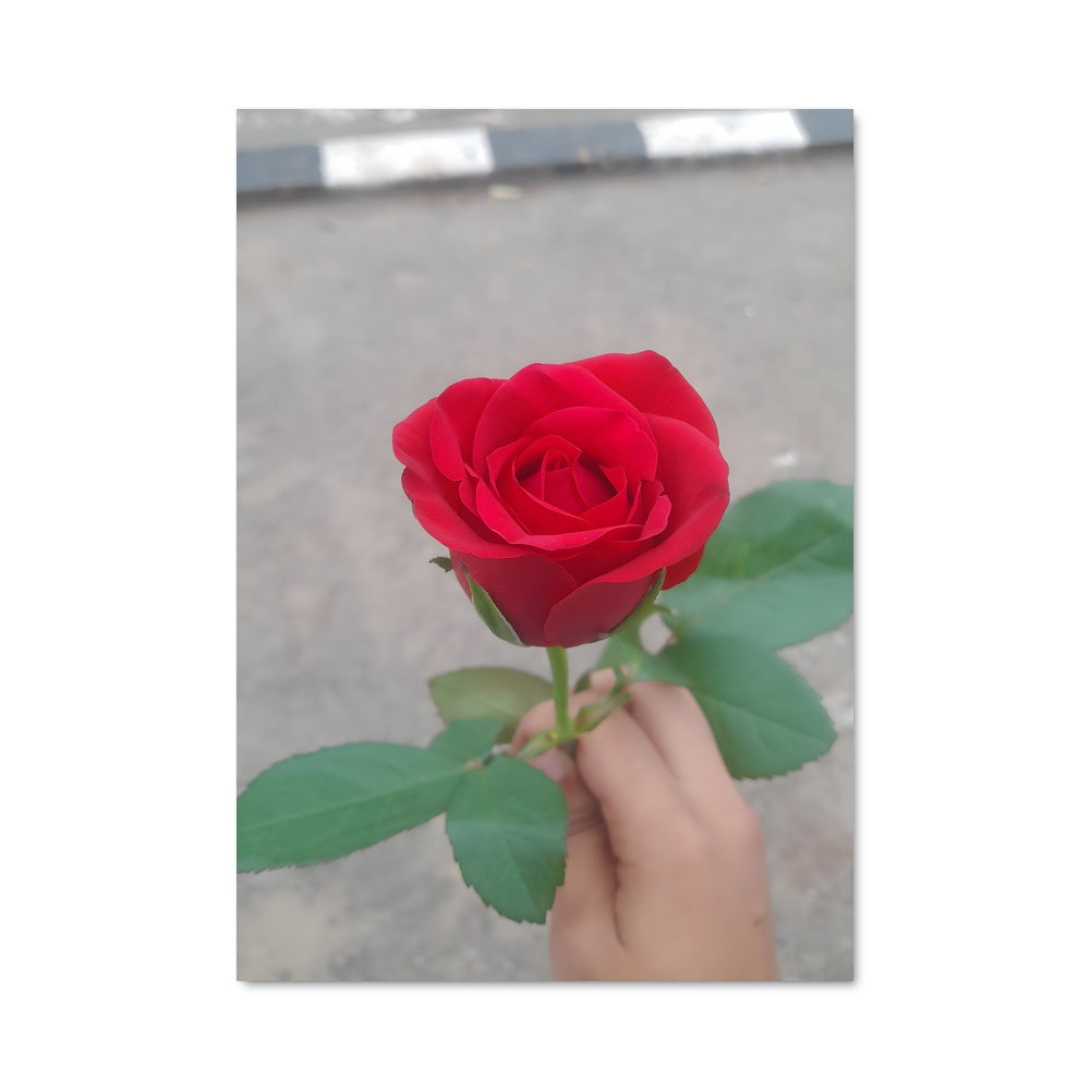 Poster Rose 96749
