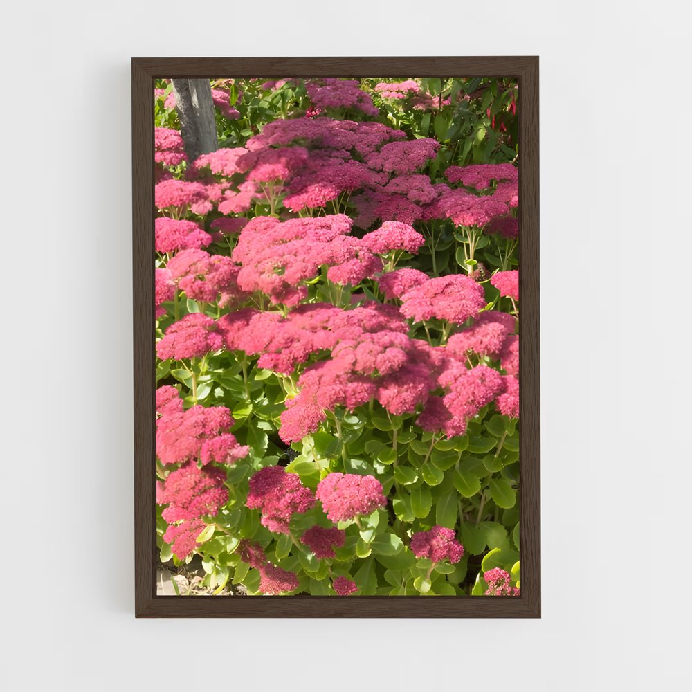 ap-sedum-3 cadre Bois foncé
