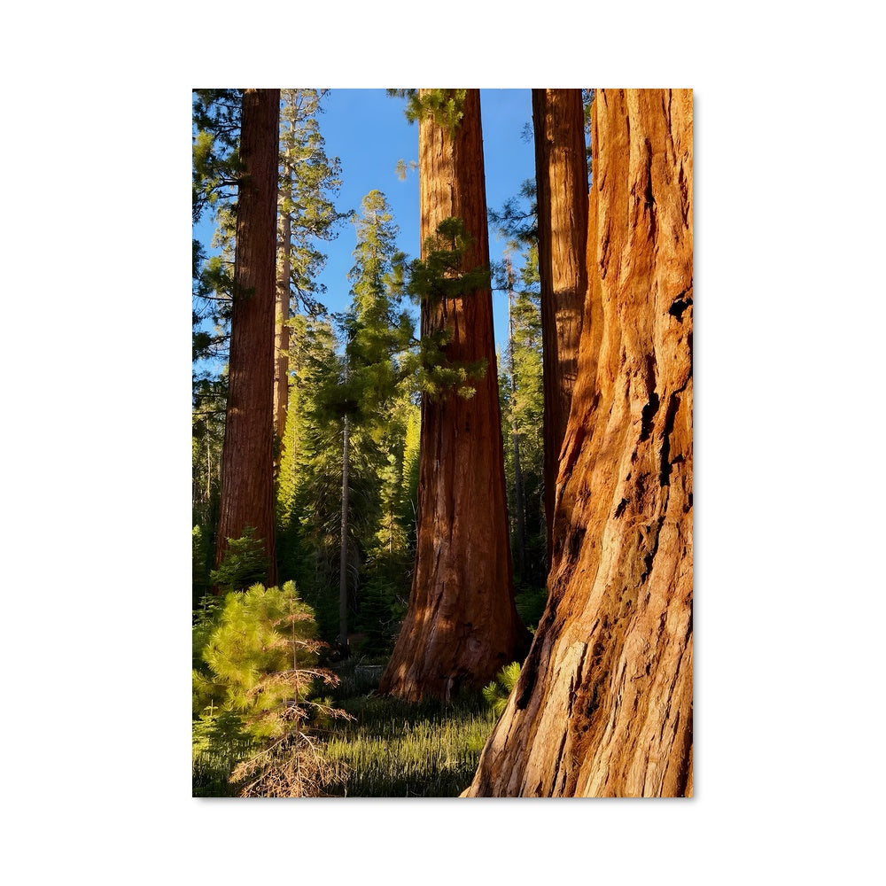 Poster Sequoia 97013