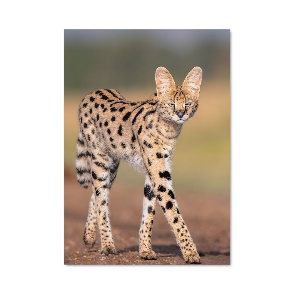 Poster Pas Sage Serval