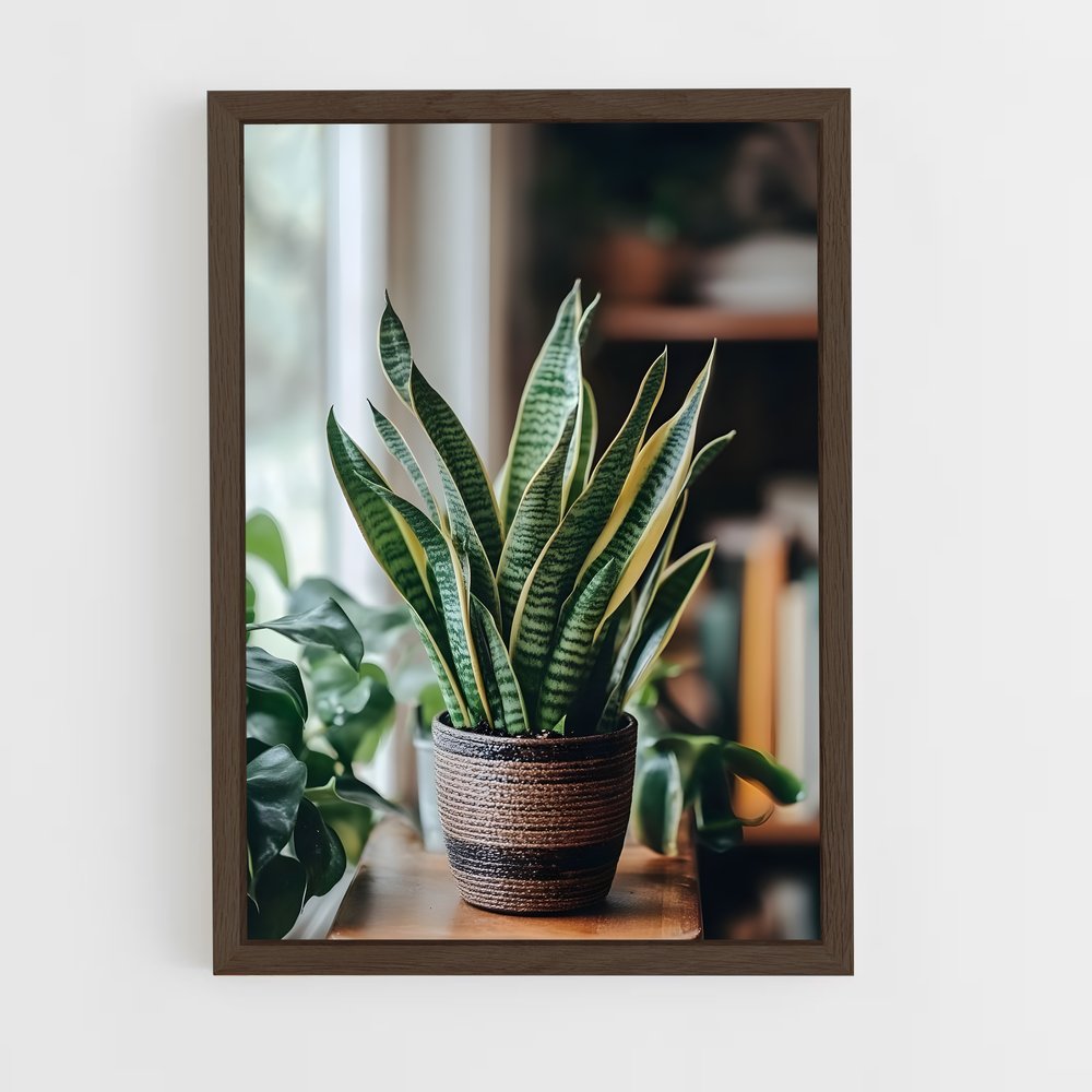 ap-snake plant-1 cadre Bois foncé