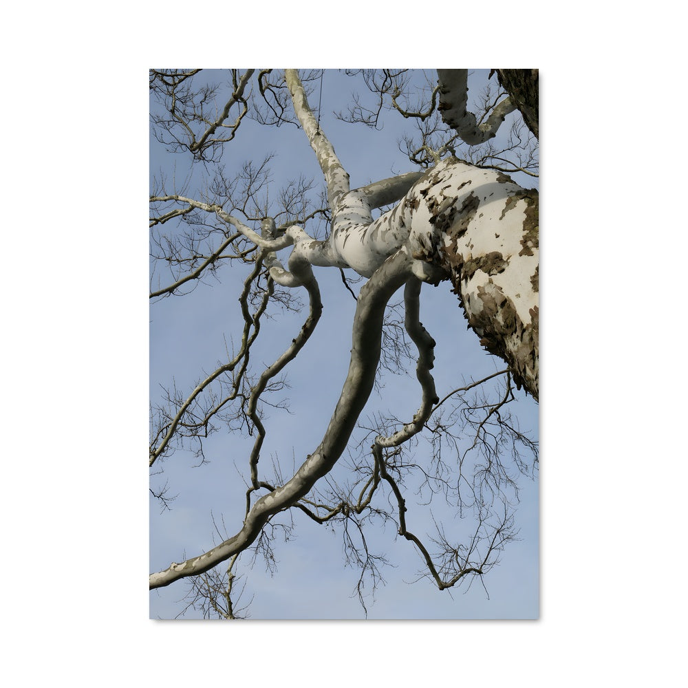 Poster L'Arbre Évanescent