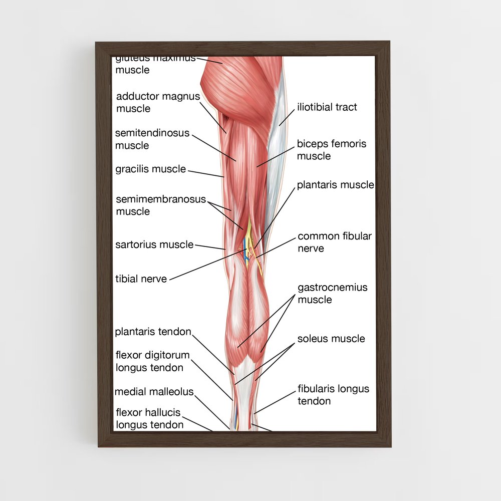 ap-thigh-2 cadre Bois foncé