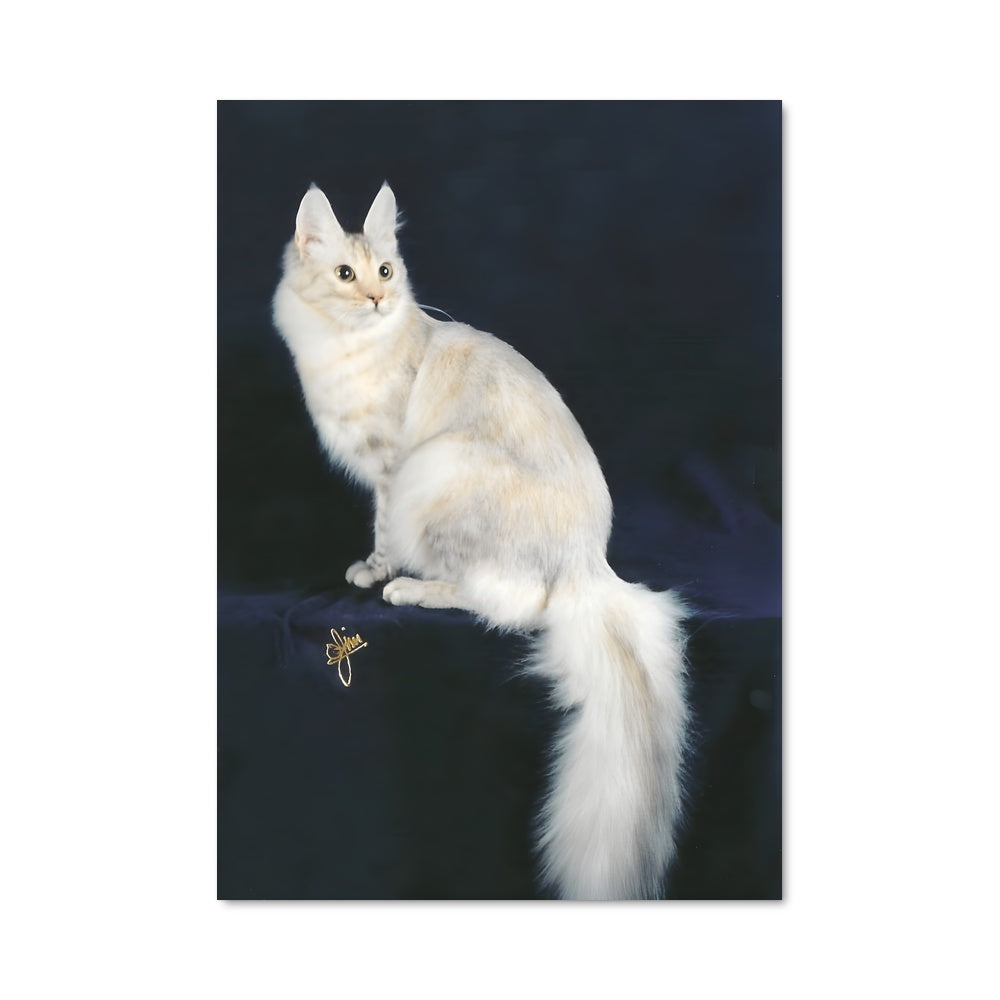 Poster L'Angora Étoilé