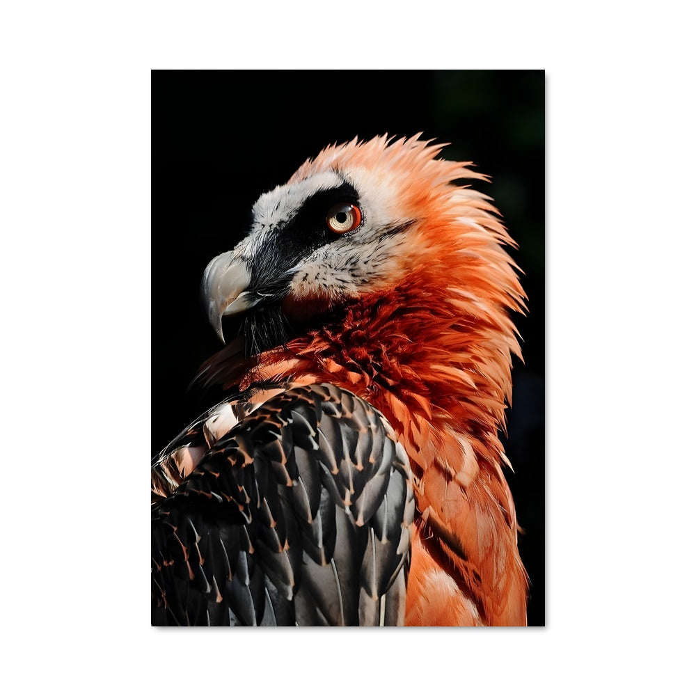 Poster Oiseau Nocturne