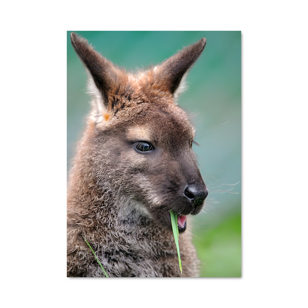 Poster Kangourou Fou