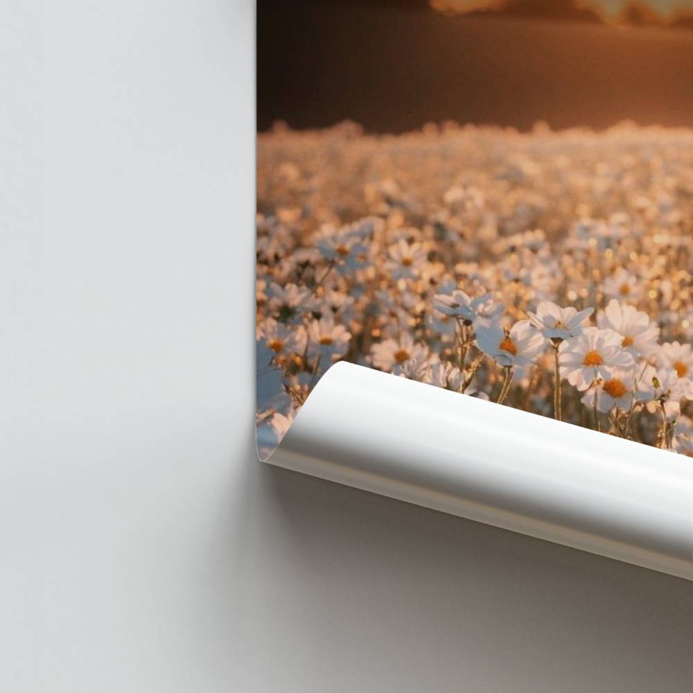 Poster Champ de Marguerites au Crépuscule