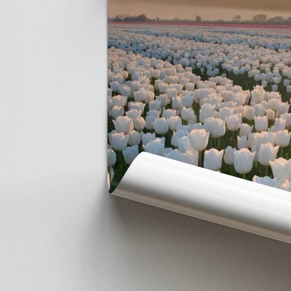 Poster Horizon Tulipes