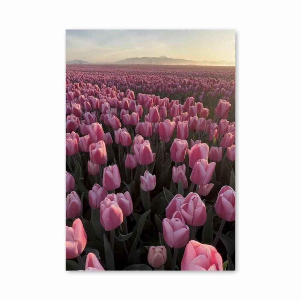 Poster Field of Pink Tulips | Aesthetic Posters, image size:1000x1000