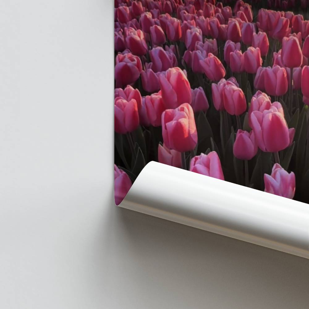 Poster Champ de Tulipes Roses