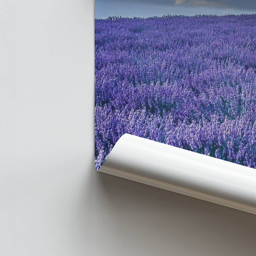 Poster Lavande Sérénité