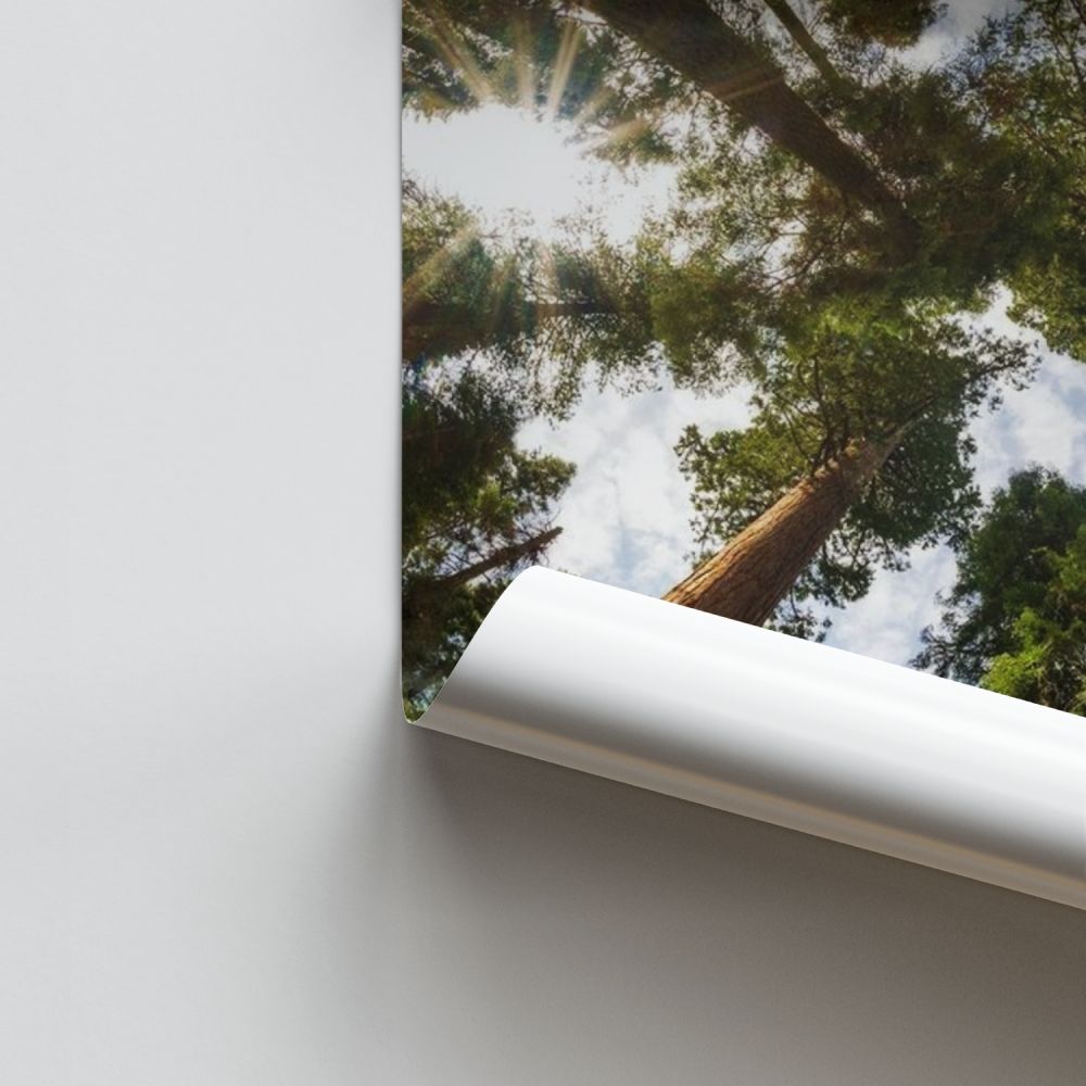 Poster Forêt Grands Arbres