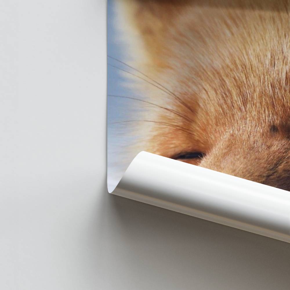 Poster Rêverie du Renard