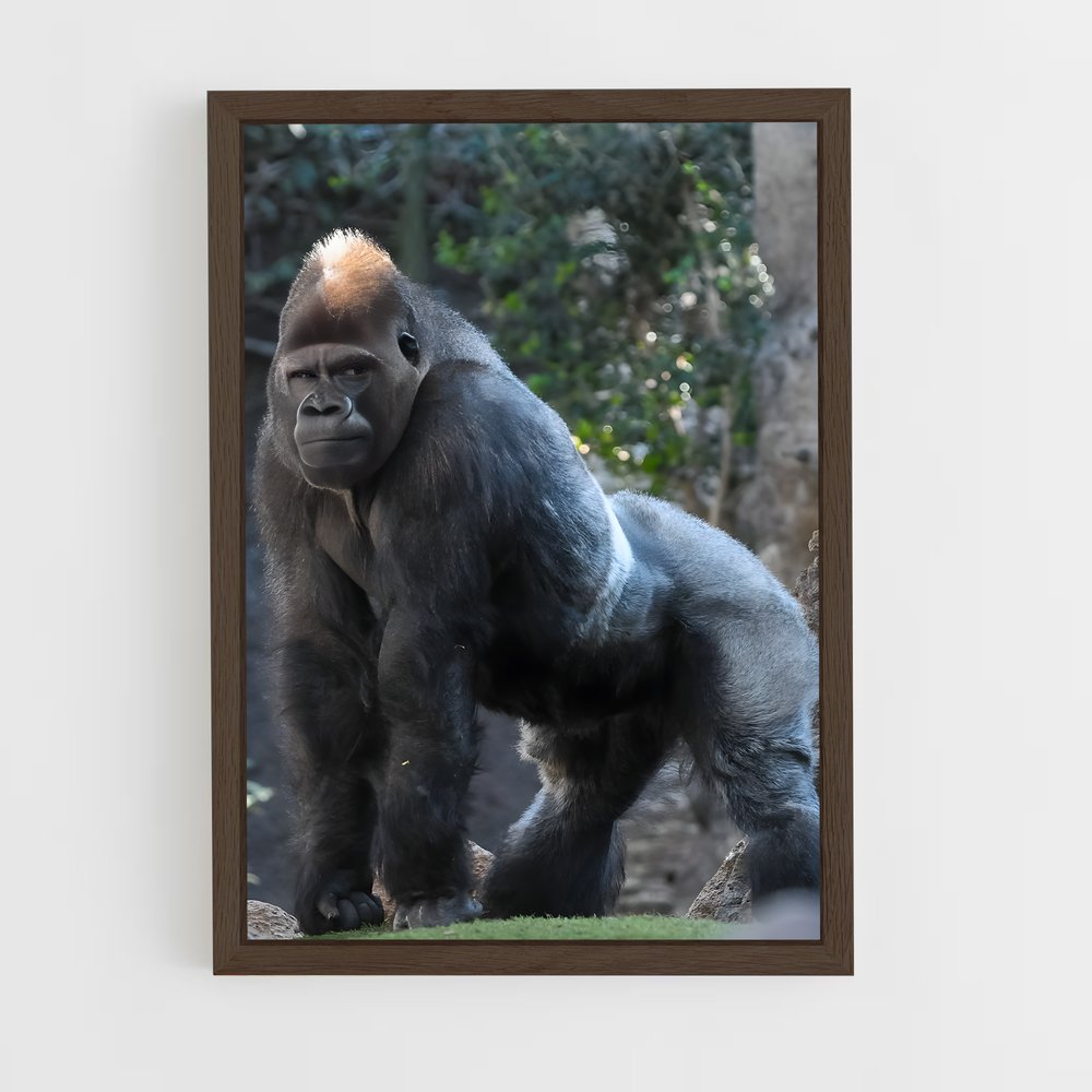 gorilla-4 cadre Bois foncé