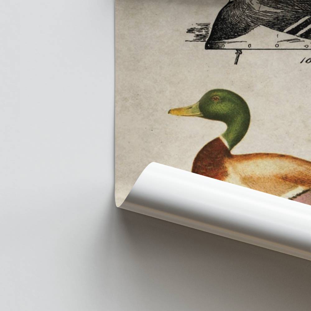 Poster Canard Vintage