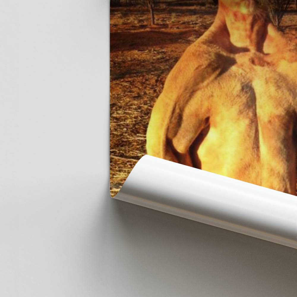 Poster Kangaroo Fierce