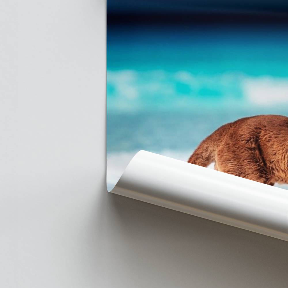 Poster Saut de Kangourou