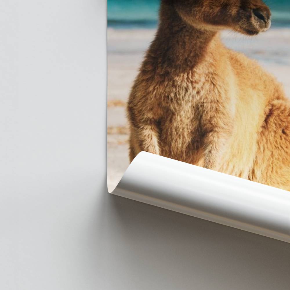 Poster Kangourou Plage