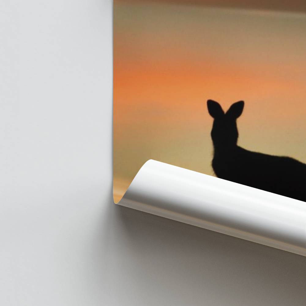 Poster Crépuscule Kangourou