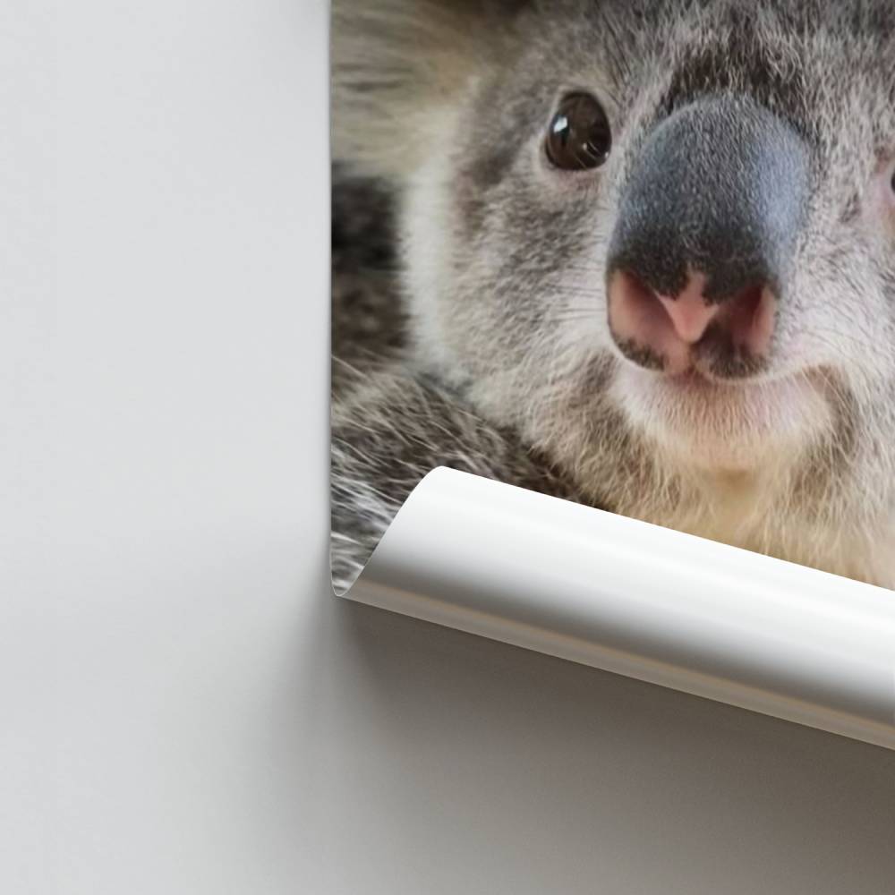 Poster Doux Koala