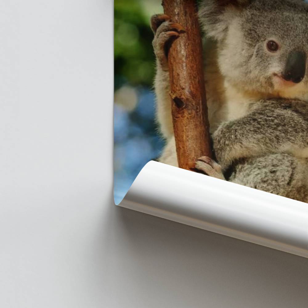 Poster Serenity Koala