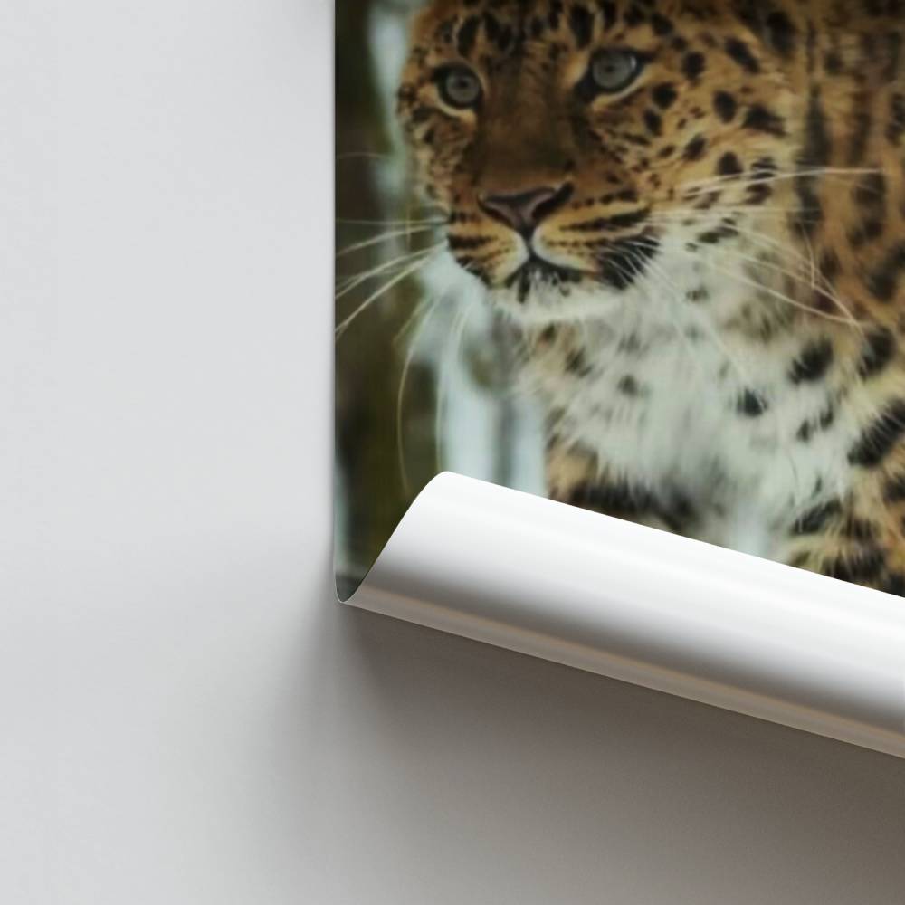 Poster Élegant Léopard