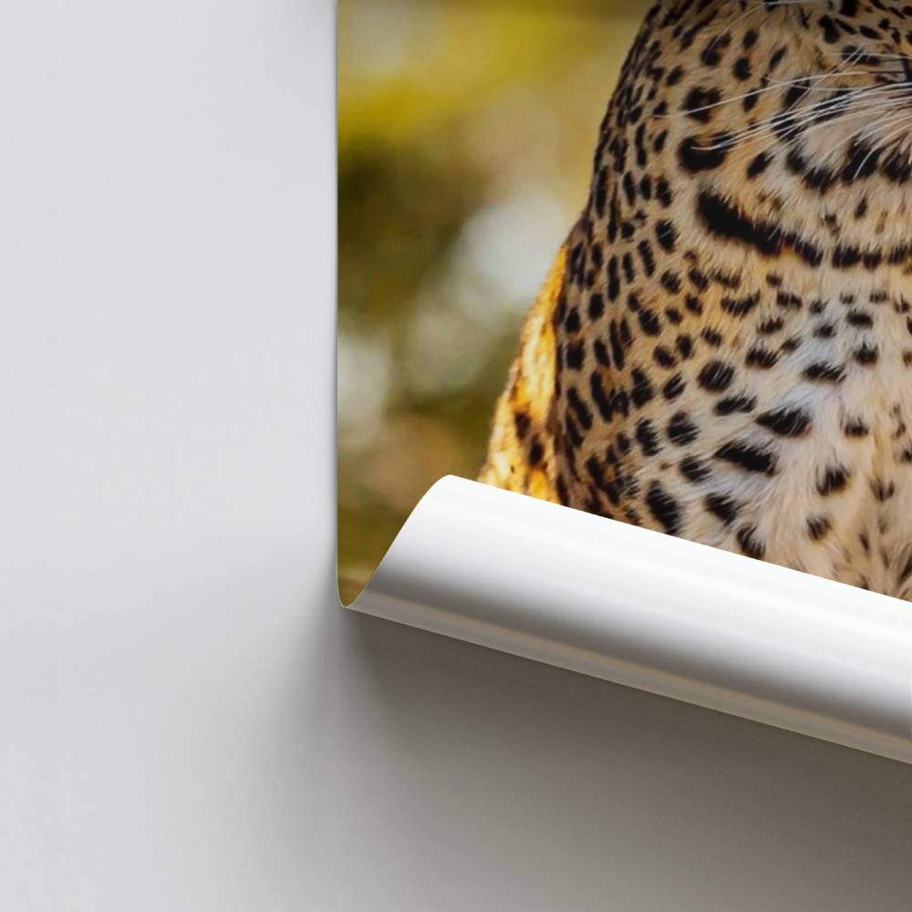 Poster Éclat du Léopard