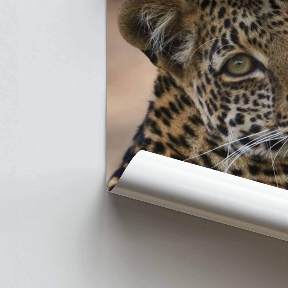 Poster Éclat de Léopard