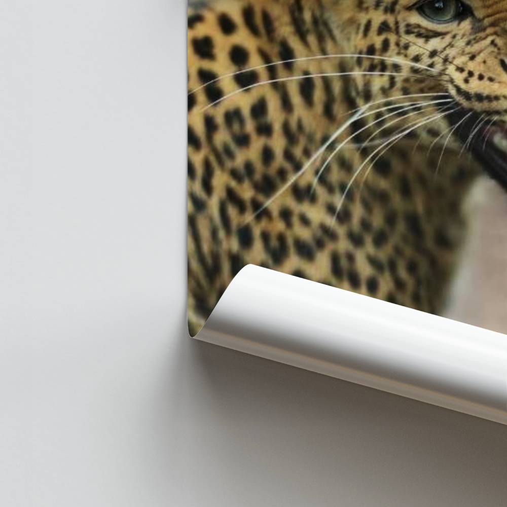 Poster Rugissement Léopard