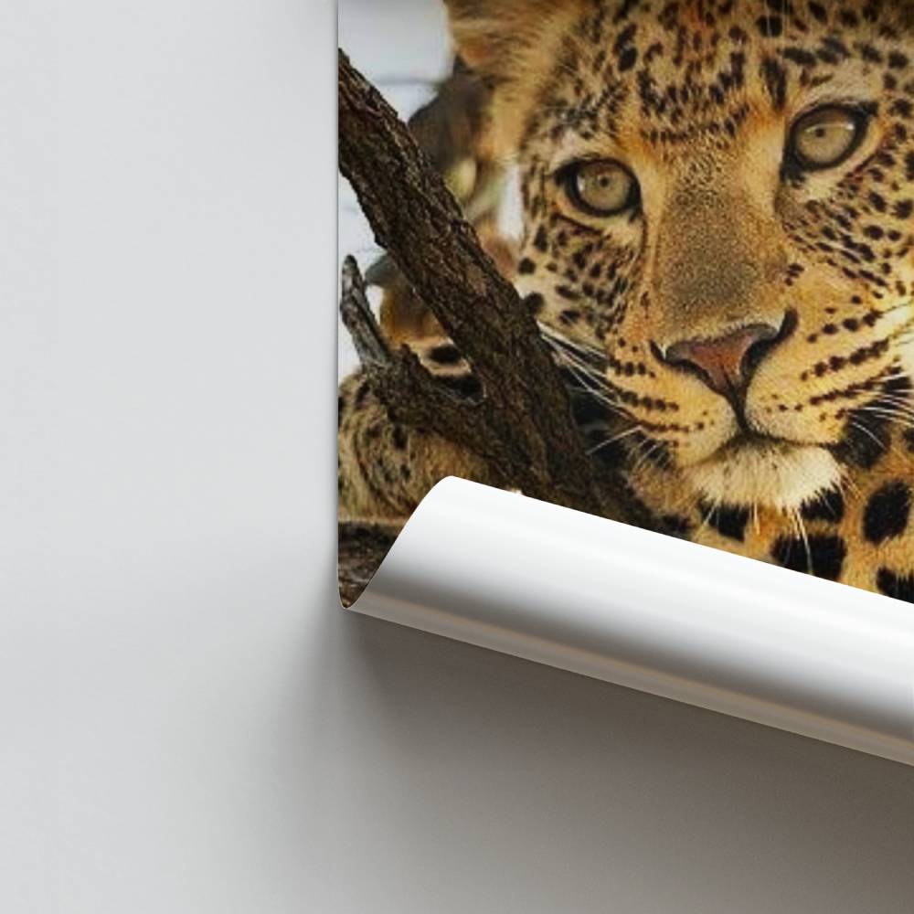 Poster Élegance Féroce