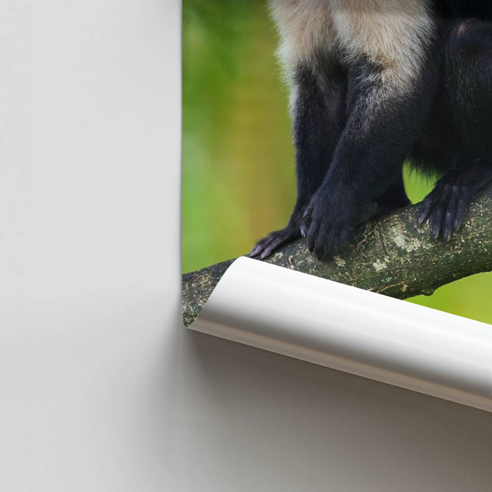 Poster Capucin en Harmonie