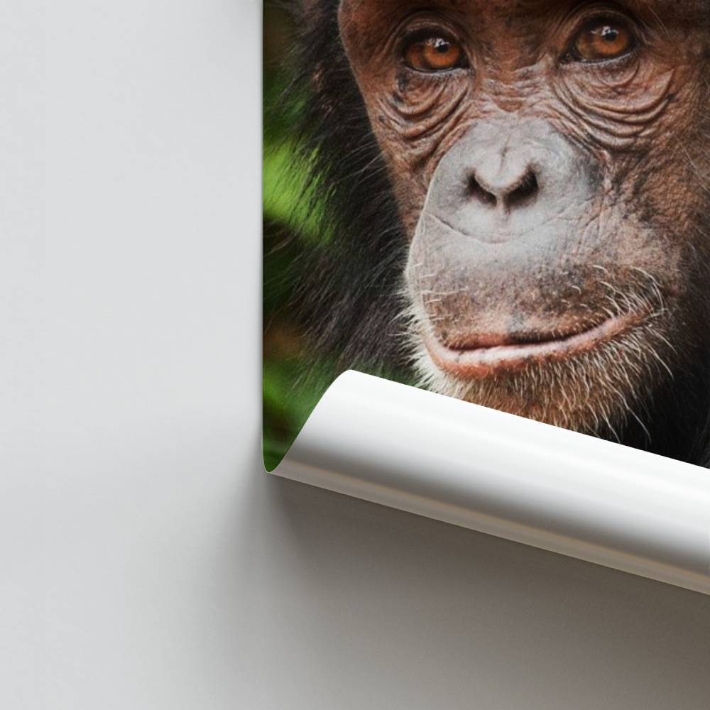 Poster Sagesse du Singe