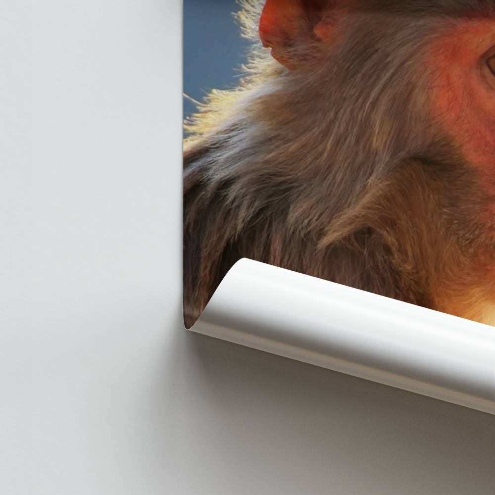 Poster Primate Sérénité