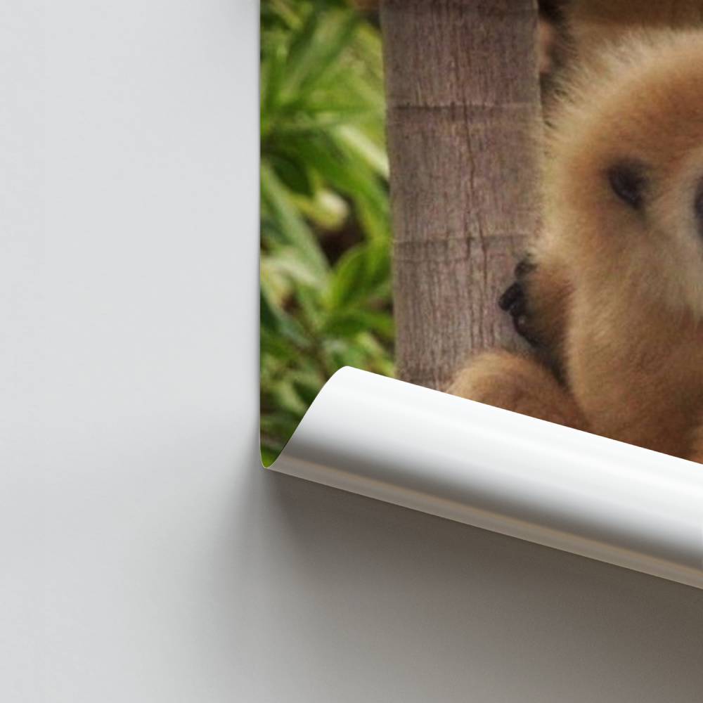 Poster Gibbon Jungle