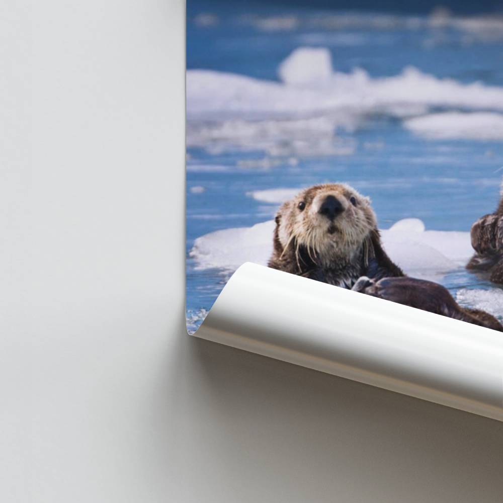 Poster Détente de Loutres