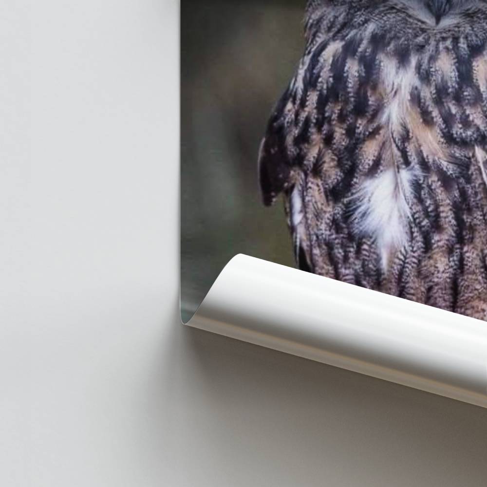 Poster Grand-Duc Majestueux