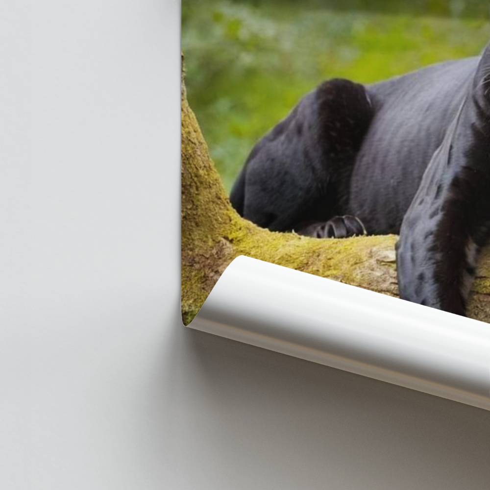 Poster Panthère Élégante