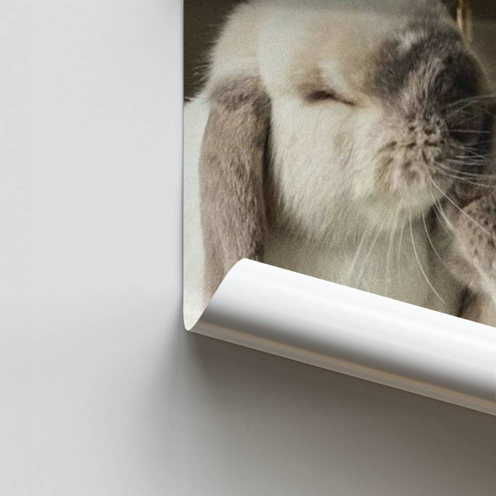 Poster Tendresse Lapin