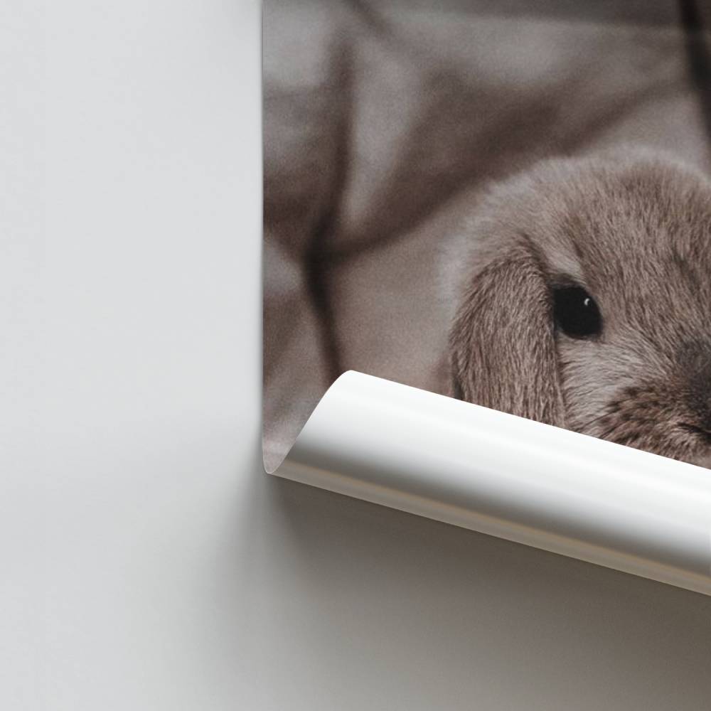 Poster Douceur Lapin