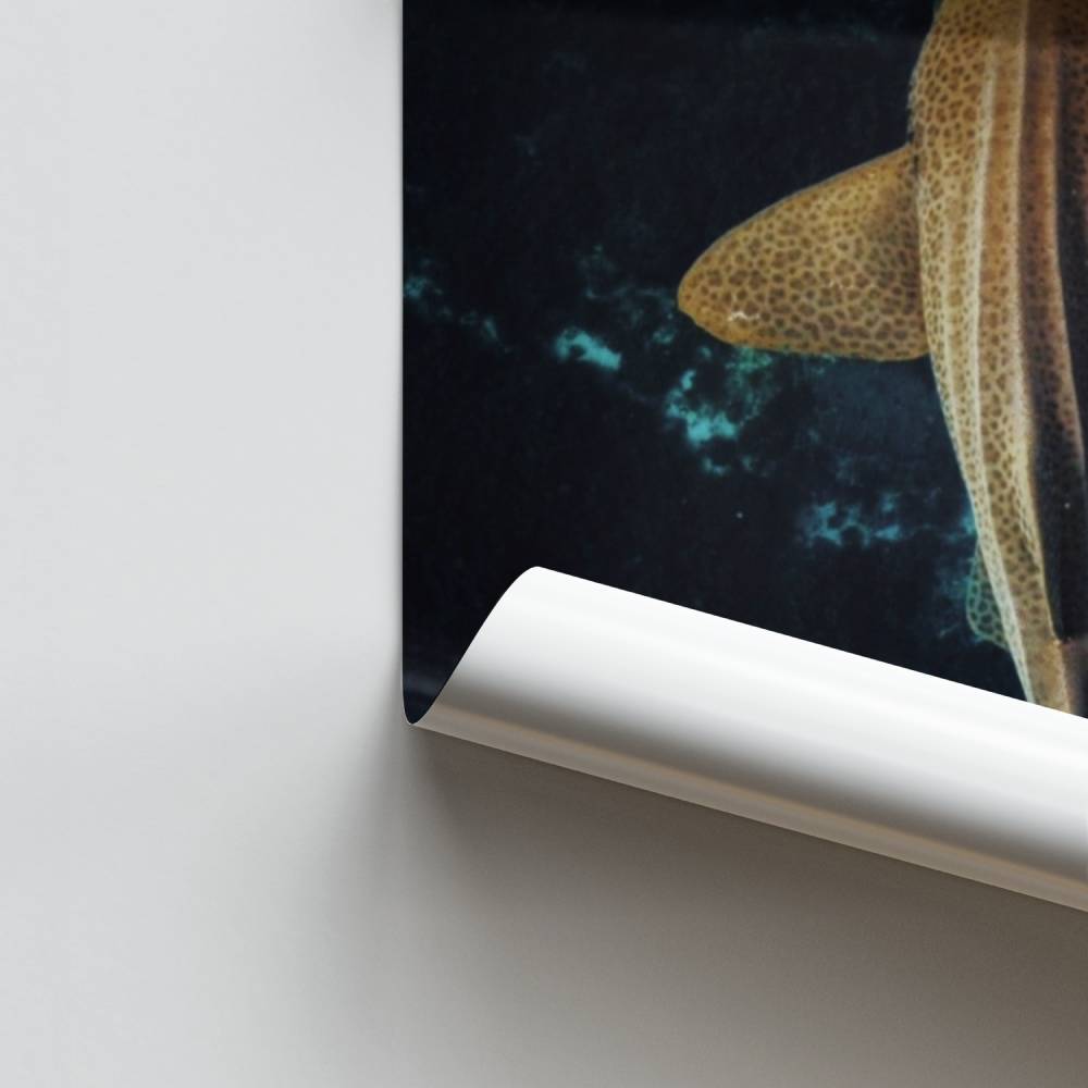 Poster Requin Zénitude