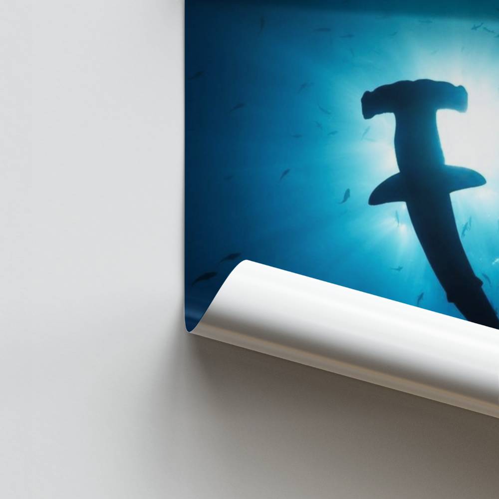 Poster Requin Marteau