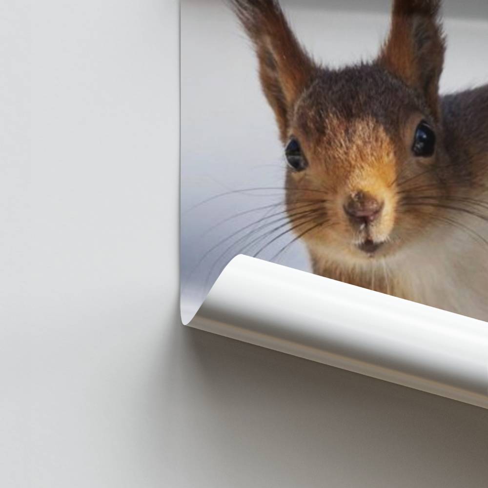 Poster Écureuil Espiègle